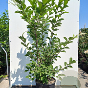 Prunus padus 300-350 cm cont. 150L meerstammig