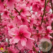 Prunus p. 'Saturne' 14-16 HO Cocoskluit