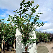 Prunus sargentii 200-250 cm 45L meerstammig