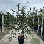 Prunus serrula 200-250 cm 45L meerstammig