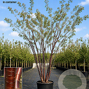 Prunus serrula 350-400 cm cont. 150L meerstammig