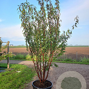 Prunus serrula 350-400 cm cont. 150L meerstammig
