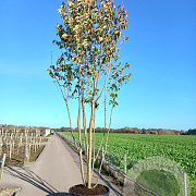 Prunus ser. 'Kanzan' 300-350 cm cont. 150L meerstammig