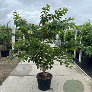 Prunus yedoensis 200-250 cm 45L meerstammig