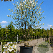 Pyrus c. 'Bella' 200-250 cm cont. 110L meerstammig