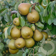 Pyrus c. Gellerts Butterbirne 16-18HA cont. 90L