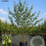 Pyrus c. Gellerts Butterbirne 200-250 cm cont. 90L meerstammig