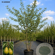 Pyrus c. 'Gieser Wildeman' 200-250 cm cont. 110L meerstammig