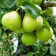 Pyrus c. 'Noordholl. Suikerpeer' 12-14 HO 45L