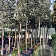 Quercus ilex 12-14 HO 45L