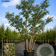 Quercus suber 300-350 cm cont. 375L meerstammig