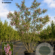 Robinia margaretta 'Casque Rouge' 350-400 cm cont. 230L meerstammig