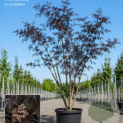 Sambucus nigra Black Lace 200-250 cm 45L meerstammig