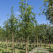 Sorbus aucuparia 200-250 cm cont. 55L meerstammig