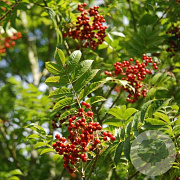 Sorbus commixta 250-300 cm cont. 70L meerstammig