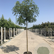Sorbus 'Dodong' 14-16 HO 45L