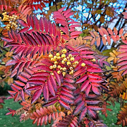 Sorbus 'Joseph Rock' 200-250 cm cont. 70L meerstammig