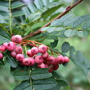 Sorbus vilmorinii 200-250 cm cont. 70L meerstammig