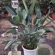 Strelitzia reginae 100-125 cm cont. 90L meerstammig