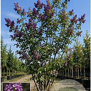 Syringa microphylla 'Superba' 150-175 cm 35L meerstammig
