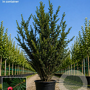 Taxus baccata 300-350 cm cont. 285L meerstammig