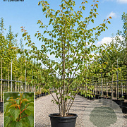 Tilia cordata 'Winter Orange' 200-250 cm 45L meerstammig