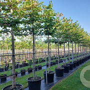Tilia europaea 'Pallida' 16-18 HO cont. 70L lei 150x125 200 cm stam