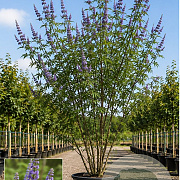 Vitex agnus-castus 150-175 cm 45L meerstammig