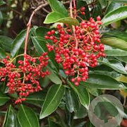 Viburnum odoratissimum 14-16 HO 45L