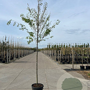 Zelkova serrata 12-14 HO 45L