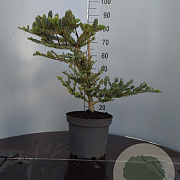 Abies k. 'Silberlocke' 50-60 cm 7,5L