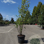 Amelanchier aln. 'Obelisk' 175-200 cm 30L