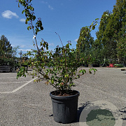 Cornus alba 'Kesselringii' 100-150 cm 30L