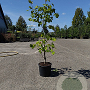 Corylus avellana 'Lange Spaanse' 125-150 cm 15L