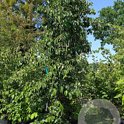 Cornus florida rubra 250-300 cm cont. 130L