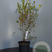 Aronia melanocarpa 'Hugin' 80-100 cm 7,5L