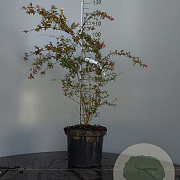 Abelia 'Edward Goucher' 40-50 cm 7,5L