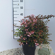Abelia 'Edward Goucher' 40-50 cm 7,5L