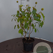 Cephalanthus occidentalis 40-50 cm 3,0L