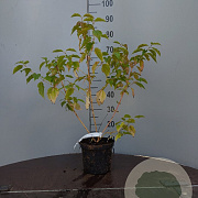 Cornus sang. 'Anny's Winter Orange' 60-80 cm 3,0L