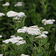 Achillea fil. 'Heinrich Vogeler' GM P9