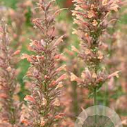 Agastache 'Kolibri' GM P9