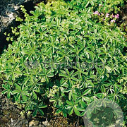 Alchemilla alpina GM P9