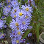 Aster azureus GM P9