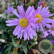Aster 'Glow in the Dark' GM P9 BIO