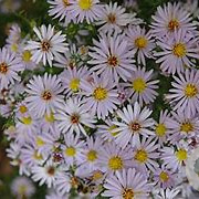 Aster n.-b. 'Porzellan' GM P9 BIO