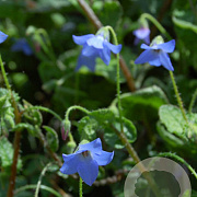 Borago pygmaea GM P9