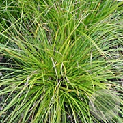 Carex 'Kyoto' GM P9 BIO