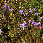 Campanula patula GM P9