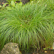 Carex remota GM P9